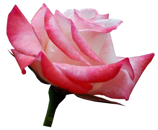 ������������ɫõ�廨�廭PNG���ͼ