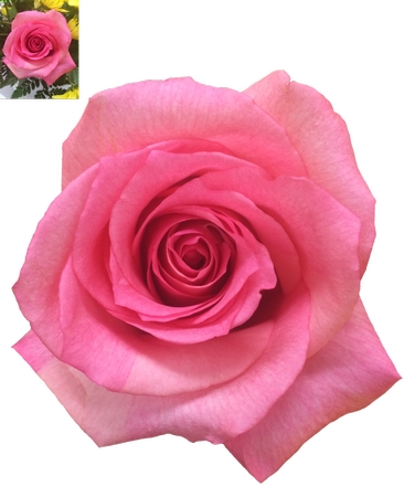 ����ͻ������ŷ�ɫõ�廨PNG���ͼ