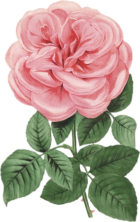 ����Ҷ��ɫõ�廨PNG���ͼ