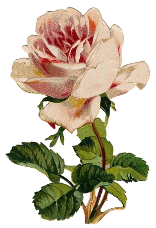 ���ŷ�ɫõ�廨�廭PNG���ͼ