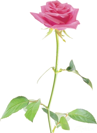 ����Ҷ�ӷ�ɫõ�廨PNG���ͼ