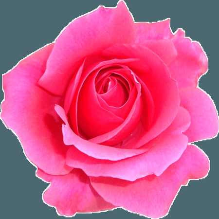 ���ŷ�ɫõ�廨PNG���ͼ