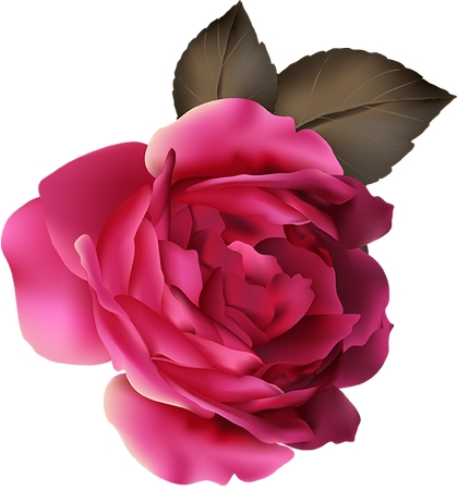 ����Ҷ��ɫõ�廨PNG���ͼ