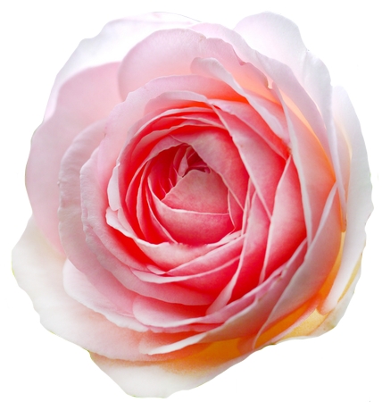 ��ͷ�ɫõ�廨��PNG���ͼ