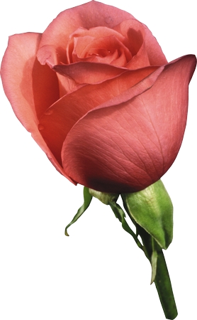 ������ɫõ�廨��PNG���ͼ