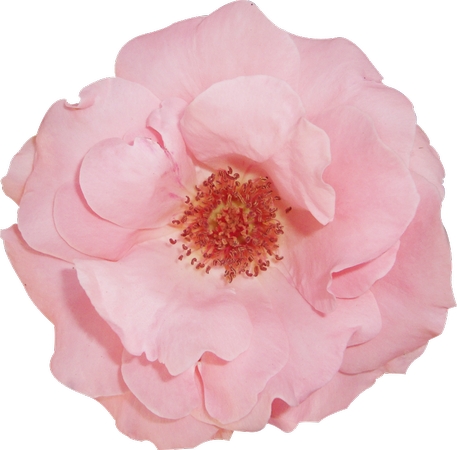 �������Ϸ�ɫõ�廨��PNG���ͼ