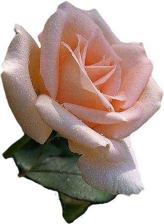 ��¶���ɫõ�廨PNG���ͼ