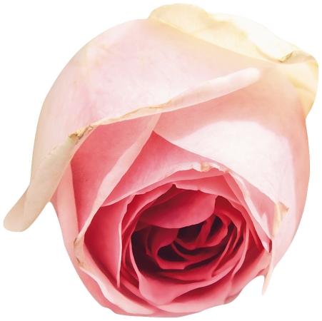 ��ɫõ�廨��д����PNG���ͼ