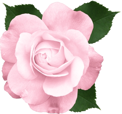 ����Ҷ��ɫõ�廨��PNG���ͼ