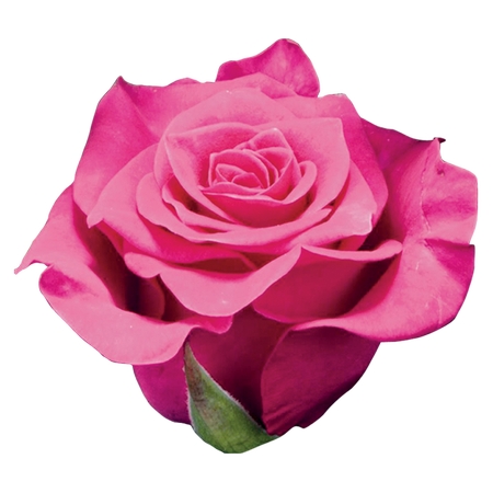 ͸��������ɫõ�廨��PNG���ͼ