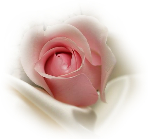 ��ͷ�ɫõ�廨��PNG���ͼ