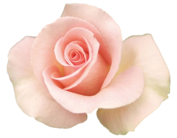 �����»�����ͷ�ɫõ�廨PNG���ͼ