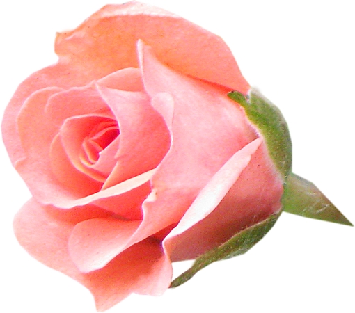 ����ɫװ��ǳ��ɫõ�廨PNG���ͼ