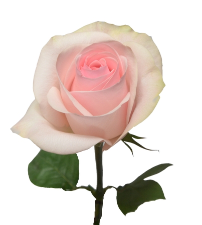 ����Ҷ�ӷ�ɫõ�廨PNG���ͼ