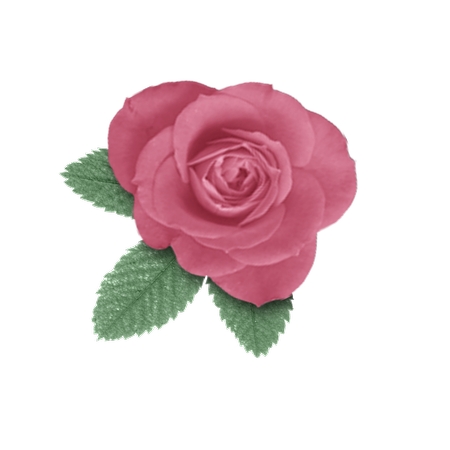 ����Ҷ��ɫõ�廨PNG���ͼ