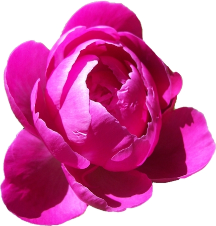 ������ɫõ�廨�廭PNG���ͼ