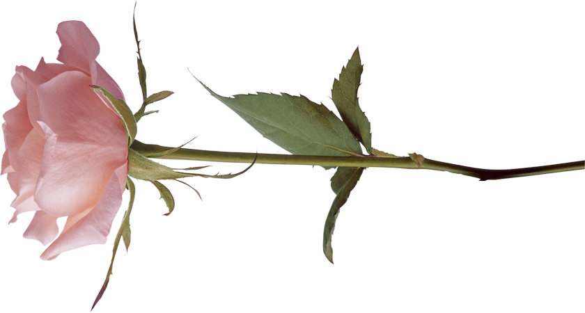 �������ŷ�ɫõ�廨PNG���ͼ