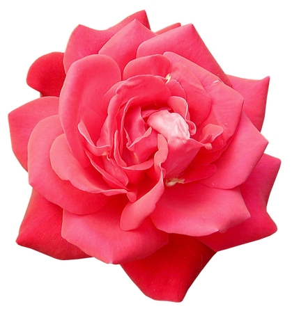 ��ɫõ�廨����PNG���ͼ