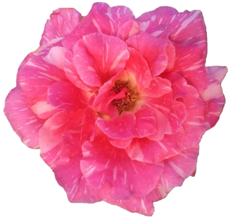 ʢ��������ɫõ�廨��PNG���ͼ