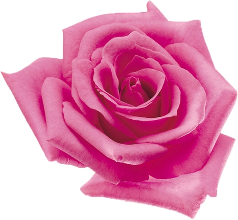 ��ɫõ�廨���Ų廭PNG���ͼ