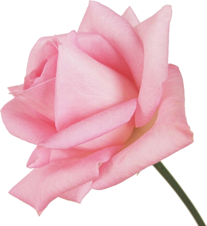 �����ɫõ�廨��PNG���ͼ