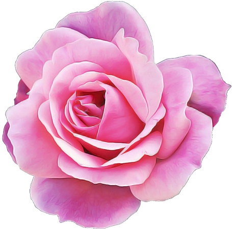 ��ɫõ�廨����д�廭PNG���ͼ