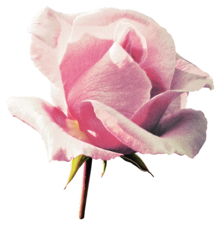 ��ɫõ�廨�����Ų廭PNG���ͼ