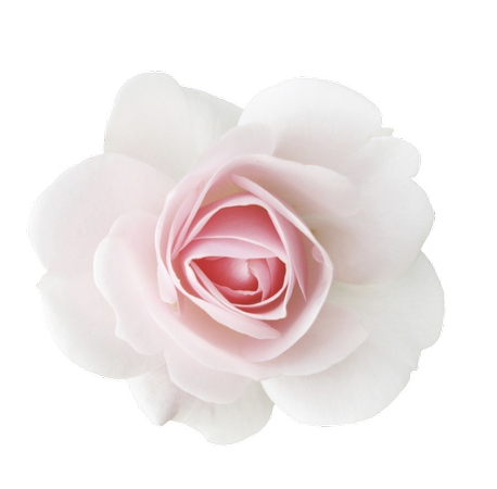 ���·�ɫõ�廨��PNG���ͼ