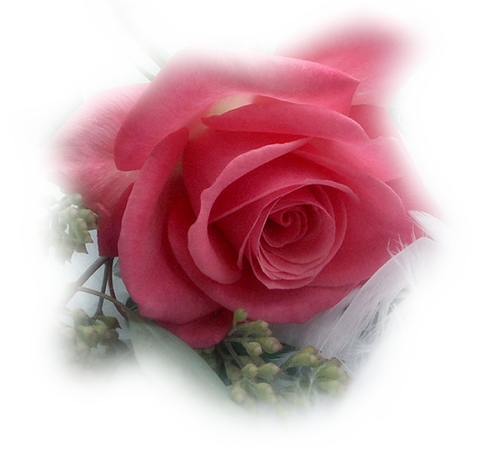 ����ͻ����ɫõ�廨��PNG���ͼ