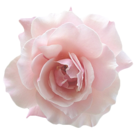 ���·�ɫõ�廨��PNG���ͼ