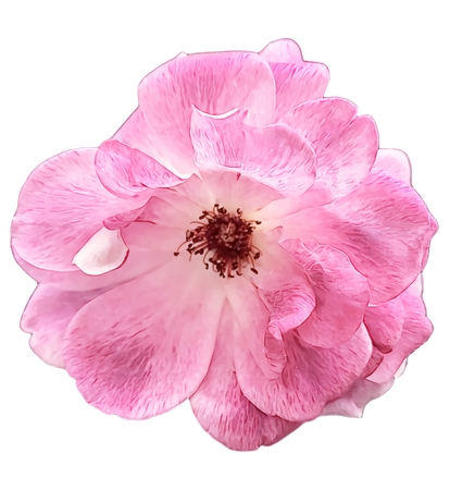 ��ɫõ�廨��������дPNG���ͼ