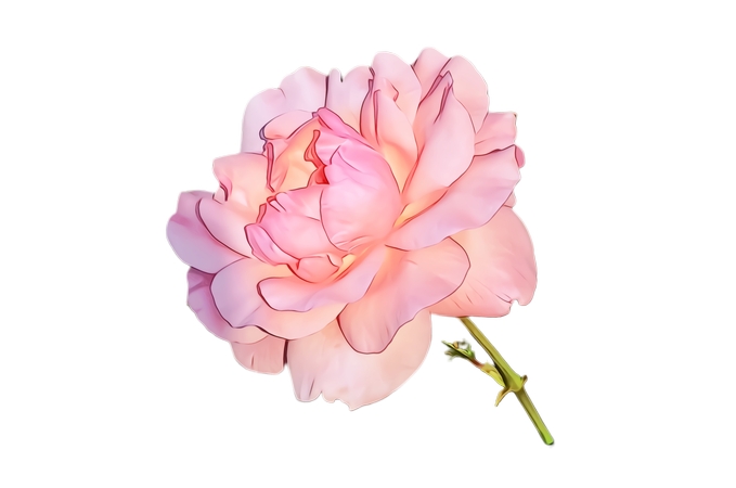 ������ɫõ�廨��PNG���ͼ