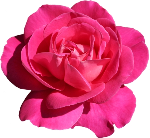 ���޷�ɫõ�廨��廭PNG���ͼ