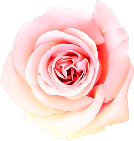 ���ŷ�ɫõ�廨��PNG���ͼ