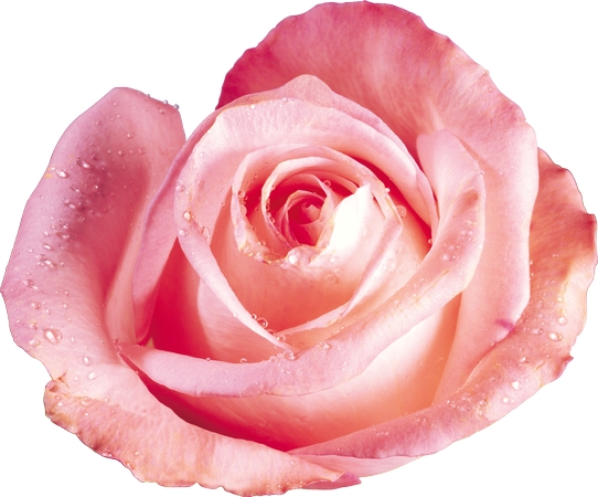 ������ɫõ�廨����дPNG���ͼ