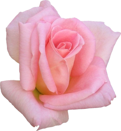 ������ɫõ�廨��PNG���ͼ