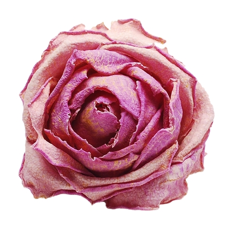 �����ɷ�ɫõ�廨PNG���ͼ