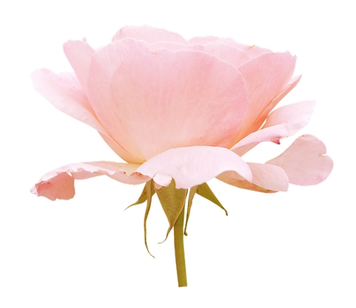 ʢ����ɫõ�廨��PNG���ͼ