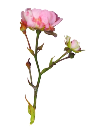 ���·�ɫõ�廨��PNG���ͼ