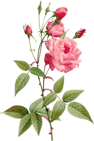 �������ɫõ�廨ֲ��ѧ�廭PNG���ͼ