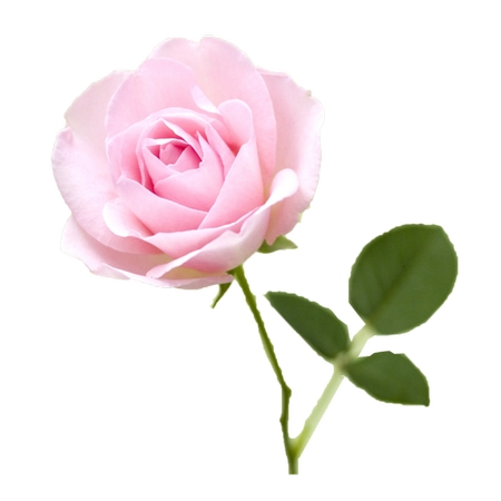 ����������ɫõ�廨��PNG���ͼ