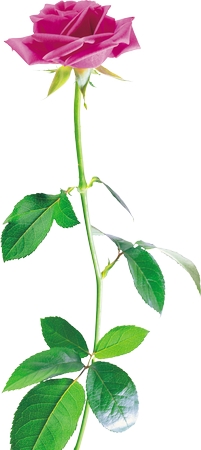 ���̾���ɫõ�廨��PNG���ͼ