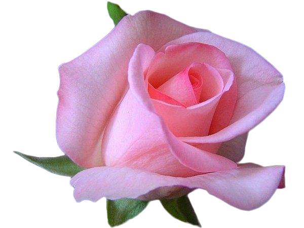 ������ɫõ�廨��PNG���ͼ2