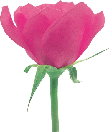 ��ɫõ�廨��PNG���ͼ1