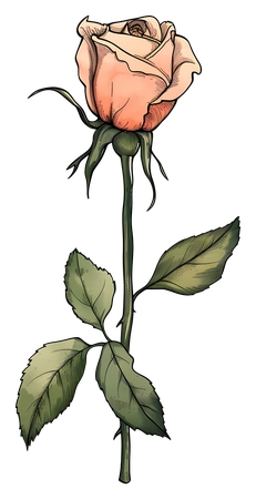 ���·�ɫõ�廨��廭PNG���ͼ