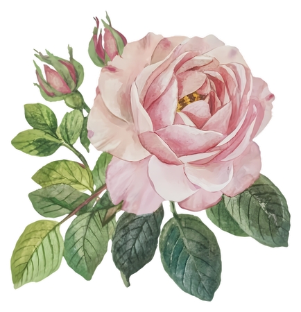 ��ɫõ�廨ˮ�ʲ廭PNG���ͼ