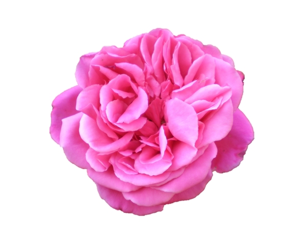 ���ŷ�ɫõ�廨��PNG���ͼ