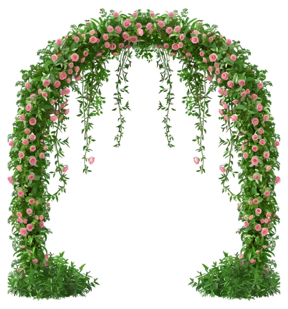 ����ֲ��ɫõ�廨����PNG���ͼ