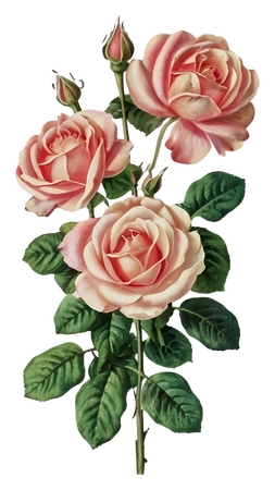 ���·�ɫõ�廨�仨��PNG���ͼ