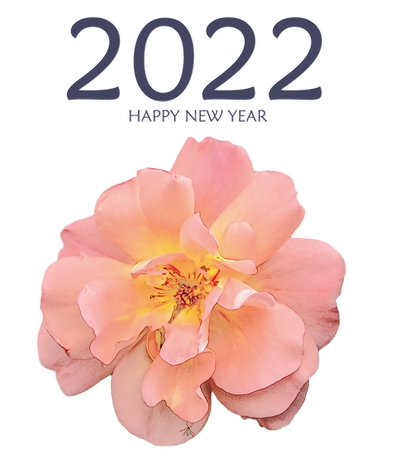 ��2022�������ַ�ɫõ�廨PNG���ͼ